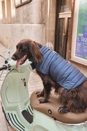 Doudoune pour chien Bluestone Cutie